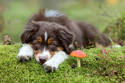 Can Dogs Eat Mushrooms?