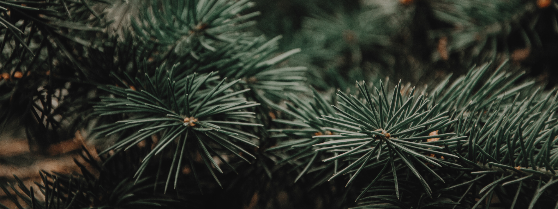 Pine Pollen Supplements - Pure Forest Vitality