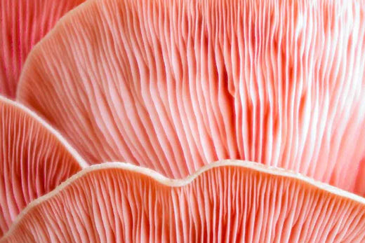 Top 5 Mushrooms for Skin Health Benefits