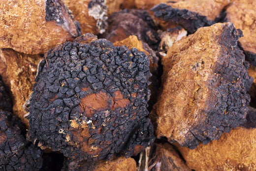 What You Need To Know About Chaga Mushroom Benefits