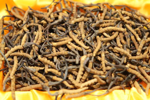 All You Need To Know About Cordyceps Mushroom