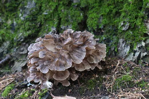 Interesting Facts & Health Benefits You Need to Know About Maitake Mushrooms