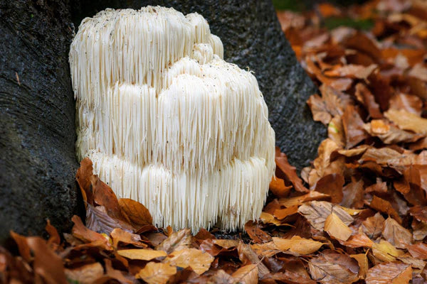 Lion's Mane Mushroom Benefits Explained