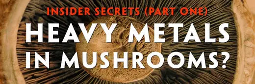 Insider Secrets: Toxic Heavy Metals in Medicinal Mushrooms