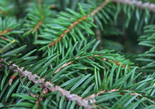 Red Pine Needle Oil: The Adaptogen with Amazing Health Benefits