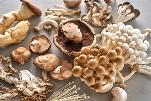 The Anatomy of a Mushroom Explained