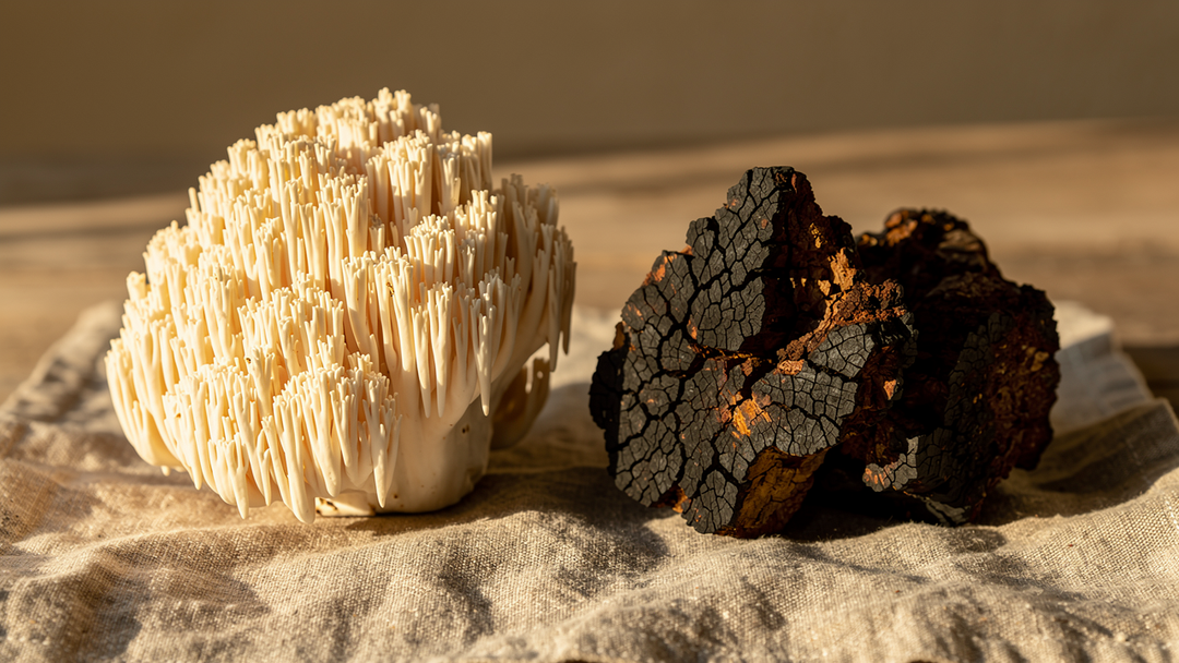 Lion's mane and chaga mushrooms compared side by side