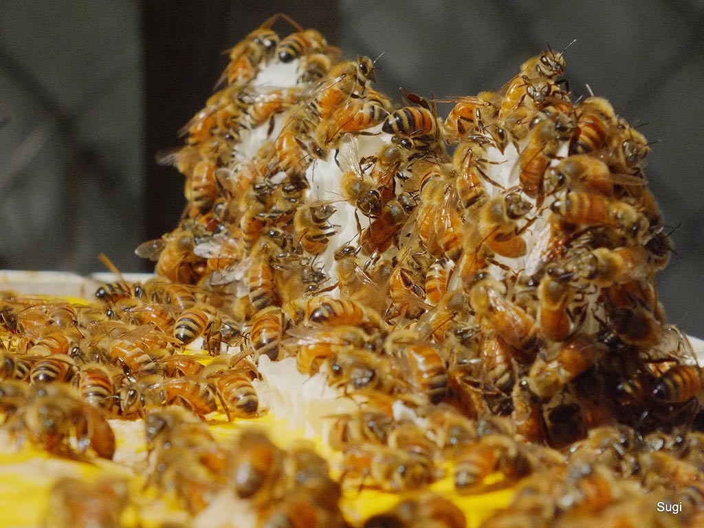 Teelixir Australian Bee Pollen - product detail