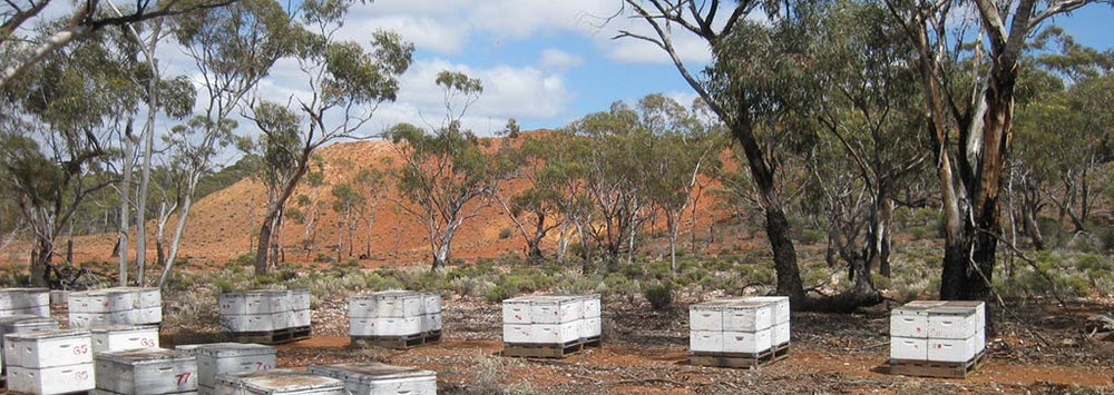 Teelixir Australian Bee Pollen - lifestyle shot