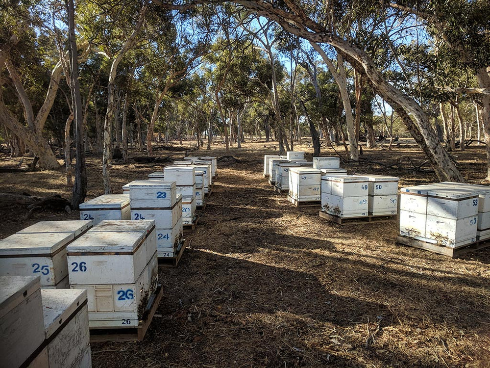 Teelixir Australian Bee Pollen - close up
